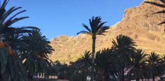 Sí se puede en Valle Gran Rey exhorta al Cabildo Insular para que vigile los trabajos de poda que se realizan en palmas del municipio