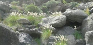 La ‘Campaña de Voluntariado’ en La Gomera continúa colaborando con el control del Rabo de Gato este sábado