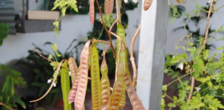 Una de las especies más invasoras del mundo tienen amplia presencia en Tenerife y La Gomera