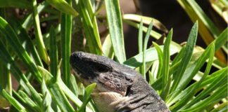 El Lagarto Gigante de La Gomera candidato en el concurso “Animal-Planta del año 2017”
