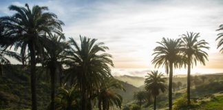 El Cabildo inicia los trabajos de localización y ordenación de los palmerales insulares