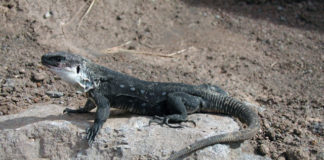 Indicios de que hay lagartos gigantes de La Gomera que han sobrevivido en libertad