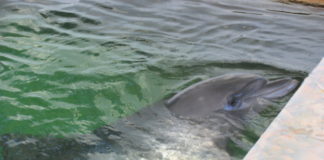 Graban por primera vez una ‘conversación’ entre delfines