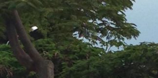 CC critica “la ineficacia y el desinterés” del Ayuntamiento de San Sebastián