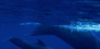 El proyecto “WalAria” de ópera bajo el agua recala en La Gomera para grabar a delfines y ballenas piloto