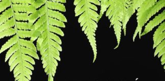 La Casa de Colón acoge la exposición “Laurisilva prisionera del Alisio”