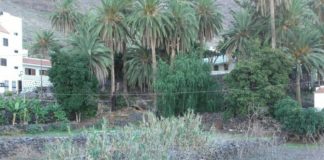 El PP de Valle Gran Rey solicita la poda de palmeras y limpieza de la zona de El Palmar