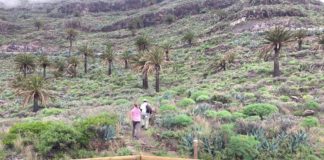 Ssp puede llama la atención sobre algunos aspectos de las obras de rehabilitación de firme en carretera GM-1 en El Palmarejo