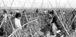 Los inicios del cultivo del tomate en La Gomera