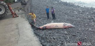 Rescatan el cadaver de un zifio en la playa de Hermigua