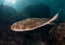 Hermigua acoge este viernes una conferencia sobre tiburones