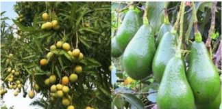 Curbelo anuncia que habrá recursos regionales para productores de mango y aguacate