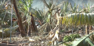 El Cabildo recuerda que la declaración de “desastre natural” a varias zonas se produce tras un informe de la Institución