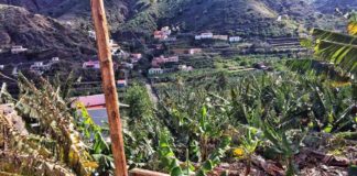 Agroseguro abona 3,1 millones de euros en indemnizaciones a los productores de plátano de Canarias