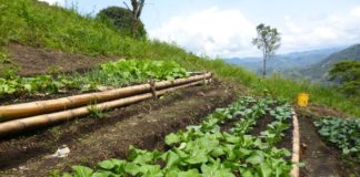 Vallehermoso mejorará su mercado municipal para impulsar su producto agroecológico
