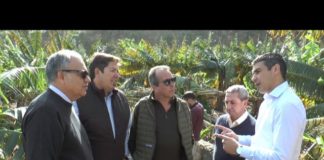 El Gobierno canario estudia acciones para paliar los daños del viento en fincas agrícolas de La Gomera