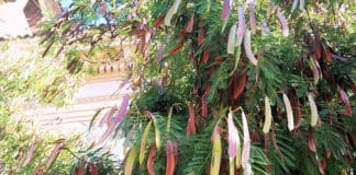 Nueva Canarias solicita la erradicación de expecies exóticas invasoras de diversas zonas de San Sebastian