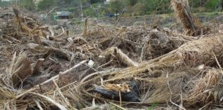 Ssp demanda que se trabaje para eliminar material vegetal acumulado en la zona de La Higuerita-El Altito en Valle Gran Rey