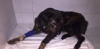 Denuncian a un vecino de San Sebastián por maltrato animal