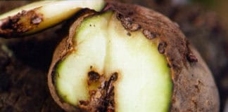 Dos fincas de Vallehermoso participan en el estudio para la eliminación de la polilla guatemalteca