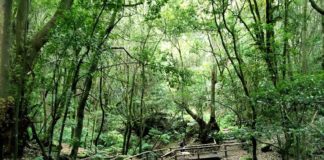 El Ayuntamiento de Hermigua trabaja en la licitación de la Red de Abastecimiento de agua potable de El Cedro