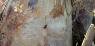 Sí se puede presenta un segundo informe de negligencias con el picudo negro y el peligro para los palmares de La Gomera