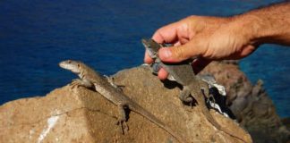 Del lagarto gigante al guirre: las especies canarias que luchan por sobrevivir