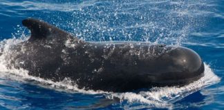 Los delfines de La Gomera buscan la compañía de los calderones por interés y curiosidad