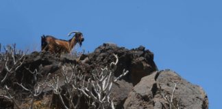 Sí se puede requiere a las administraciones competentes que se resuelva el problema del ganado asilvestrado en La Gomera