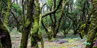 Piden un plan de desarrollo turístico para La Palma, La Gomera y El Hierro