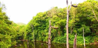 El Garajonay: vida, obras y milagros