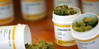 Podemos plantea una regulación integral del cannabis