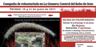 Campaña de Voluntariado en La Gomera por el control del Rabo de Gato