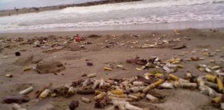 Las colillas, la principal fuente de basura: 4,5 cinco trillones van al suelo cada año