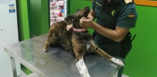 Un agente de la Guardia Civil adopta a la perrita que rescataron después de ser maltratada en la isla de La Gomera