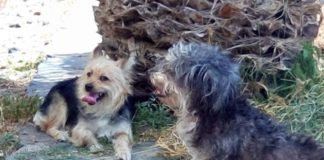 Pro Animal Gomera anuncia otro caso de abandono animal