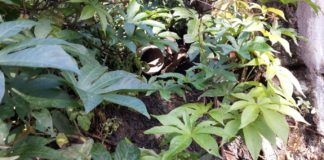 Sí se puede propone al gobierno municipal la ejecución urgente de obra de saneamiento en La Calera