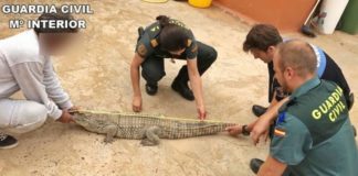 Intervienen en Lanzarote un cocodrilo robado