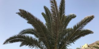 Continúan las actuaciones en el palmeral de San Sebastián de La Gomera