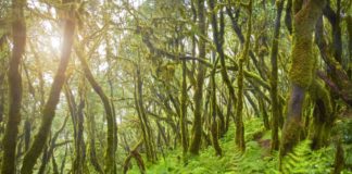 Conferencia sobre ‘Laurisilva y cambio global: ¿Qué nos cuentan los anillos de la madera?