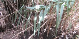 Sí se puede propone depuradoras naturales en distintos barrios de San Sebastián