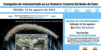 El proyecto ‘Campaña de Voluntariado en La Gomera: Control del Rabo de Gato’ continúa este sábado