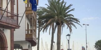 El Ayuntamiento de San Sebastián inicia los trabajos de poda y limpieza de 278 palmeras del municipio