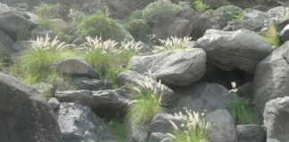 Sí se puede alerta de la expansión que muestra el rabo de gato en La Gomera