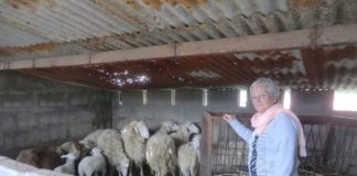 El PSOE pide un plan de limpieza de montes y cortafuegos mediante ganado en pastoreo