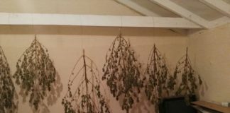 La Guardia Civil investiga a un varón por cultivar marihuana en San Sebastián de La Gomera