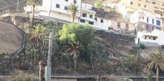 Sí se puede en Valle Gran Rey insiste en señalar el preocupante deterioro que muestra el palmar de Las Orijamas