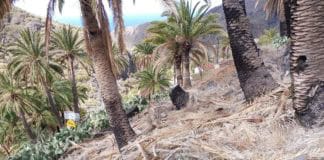 Sí se puede en Vallehermoso se hace eco de la situación de los vecinos de Tazo