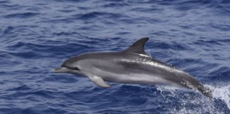 Biólogos marinos avistan 2.300 delfines moteados en Canarias desde septiembre
