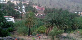 El Cabildo de La Gomera ejecuta tareas de limpieza en los cañaverales de la Isla